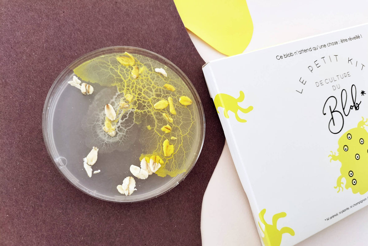 Kit de culture pour Blob