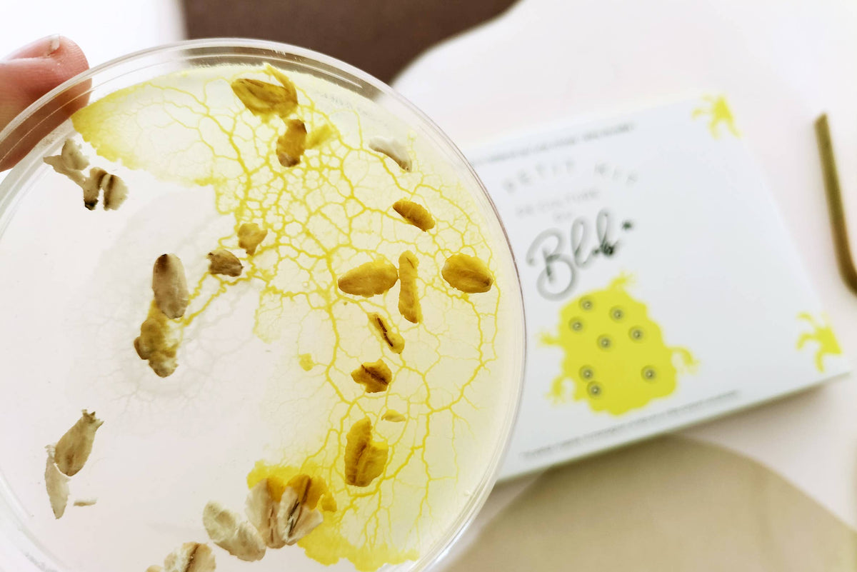 Kit de culture pour Blob