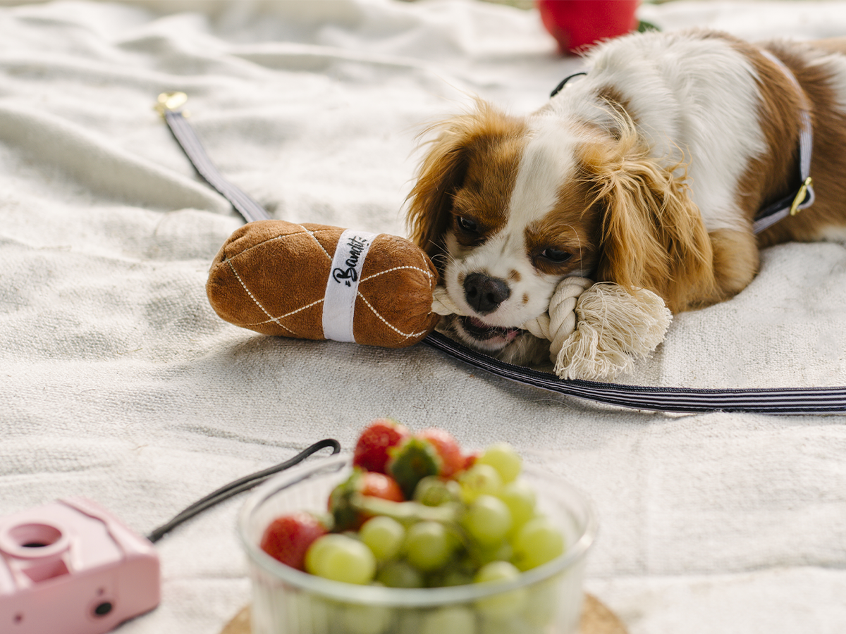 Jouet pour chien saucisson